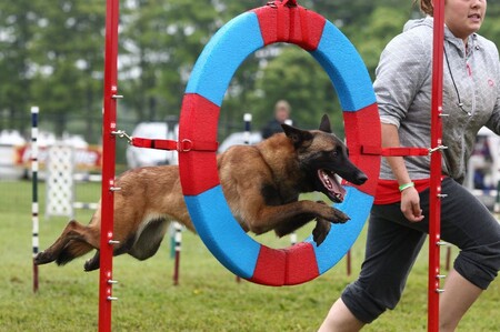 Какими видами спорта можно заниматься совместно с собакой?