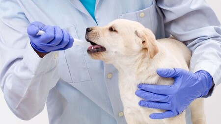 Дегельминтизация собаки: правила, препараты, показания и противопоказания