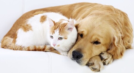 Болезни печени у собак и кошек