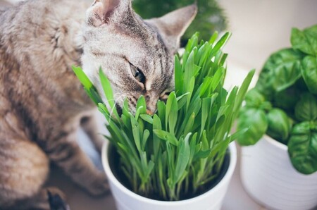 Кошка ест траву. Зачем это ей?
