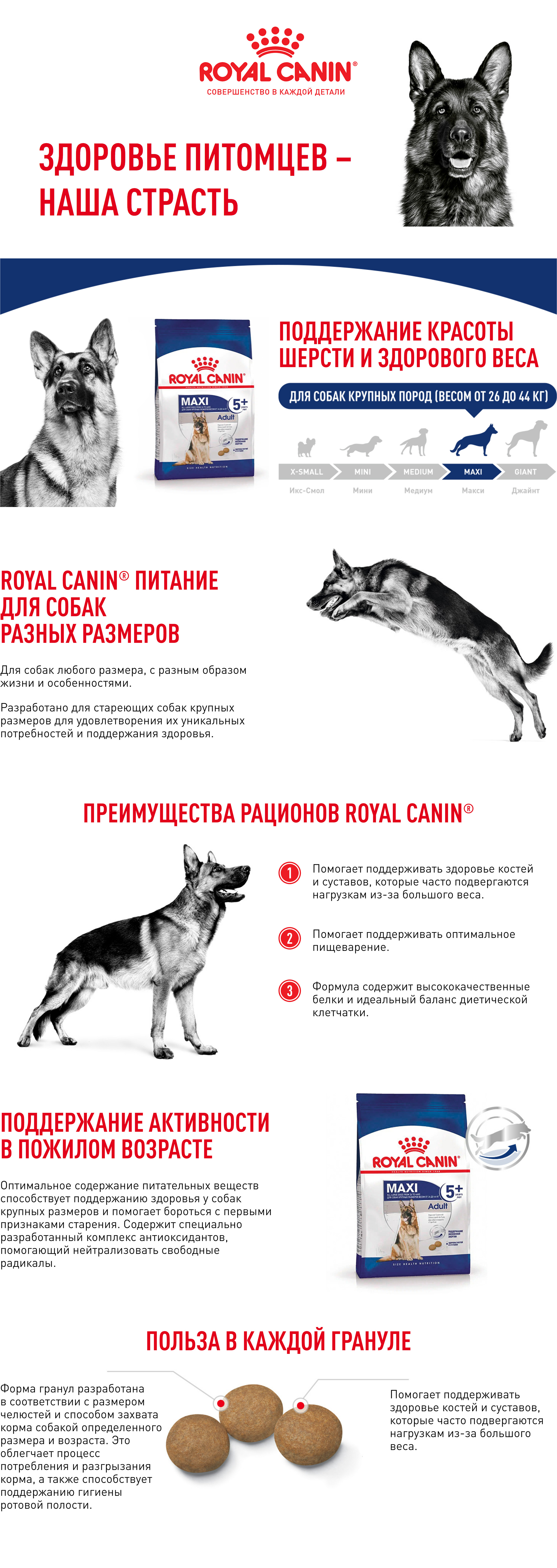 ROYAL CANIN MAXI ADULT 5+ корм для собак с 5 до 8 лет
