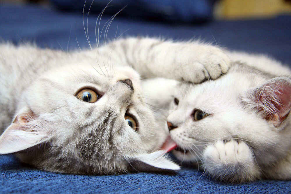 Вязка кошек: когда можно вязать кошку с котом и как происходит вязка в первый раз у кошки