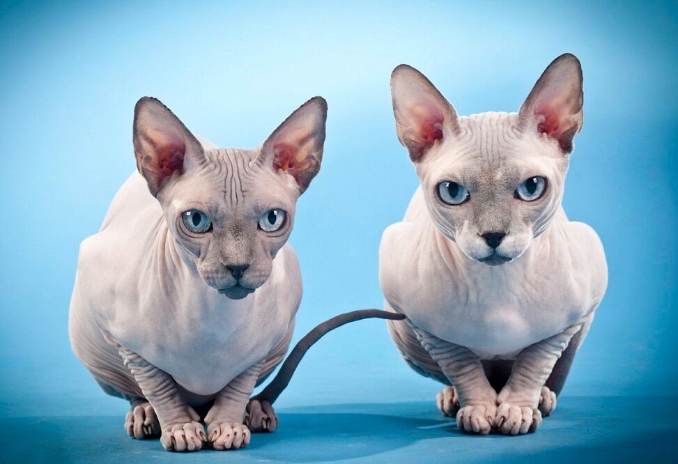 Породы голых кошек: характеристика