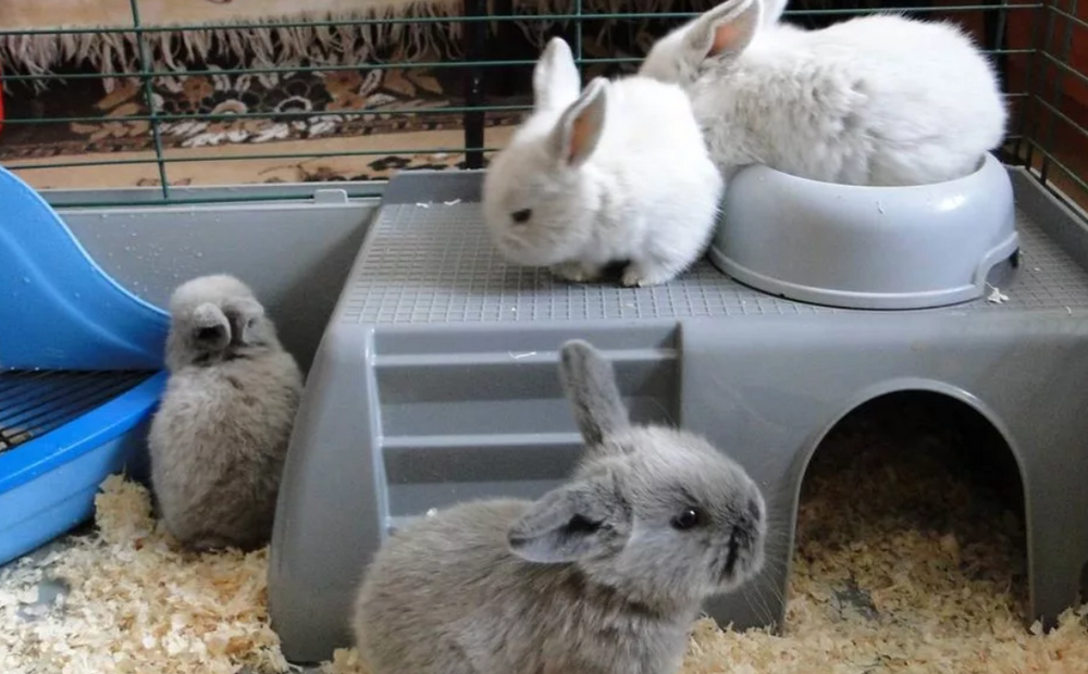 Кролики живут на ферме. Ферма декоративных кроликов. Животноводство кролики. Кафе с живыми кроликами. Продолжительность жизни голландских кроликов.