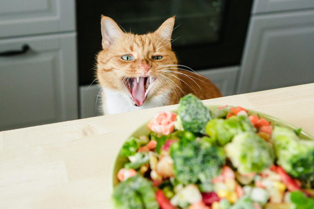 Корм для кошек с клетчаткой овощами