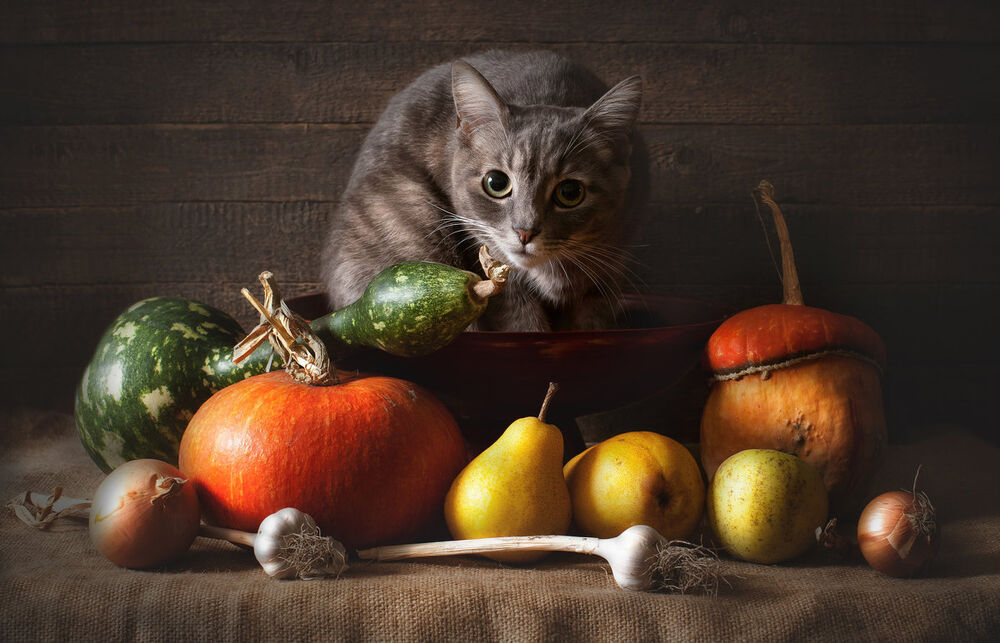 Корм для кошек с клетчаткой овощами