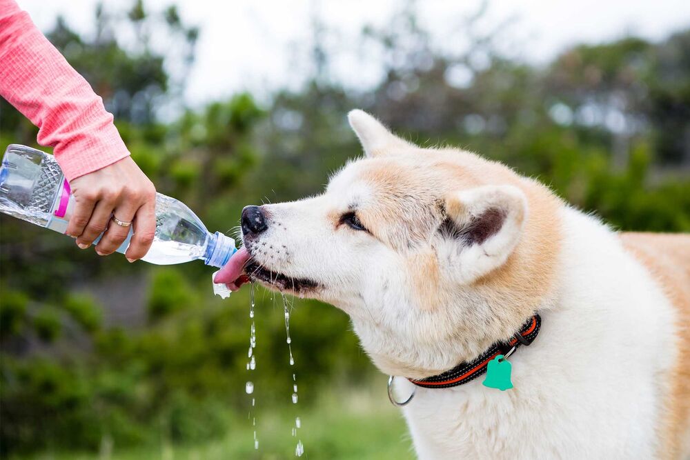 Аллергия на воду из под крана у собак