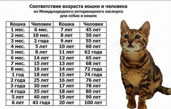 как считать возраст кошки по человеческим