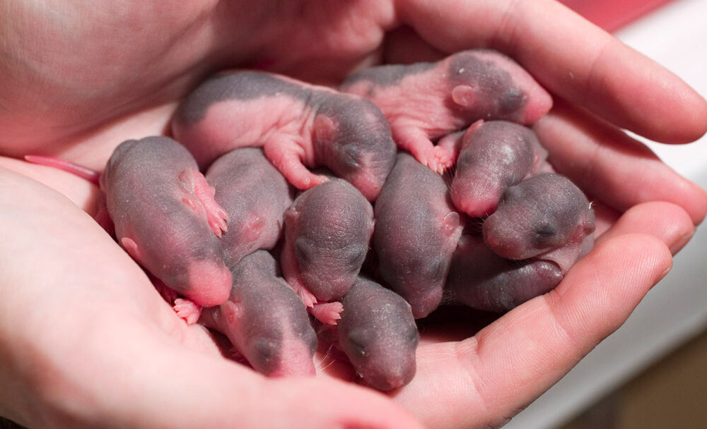 Как помочь крысе во время родов и после: советы и рекомендации