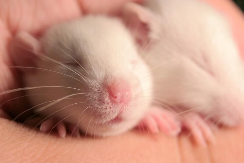 Размножение крыс: сколько малышей может родить крыса одновременно