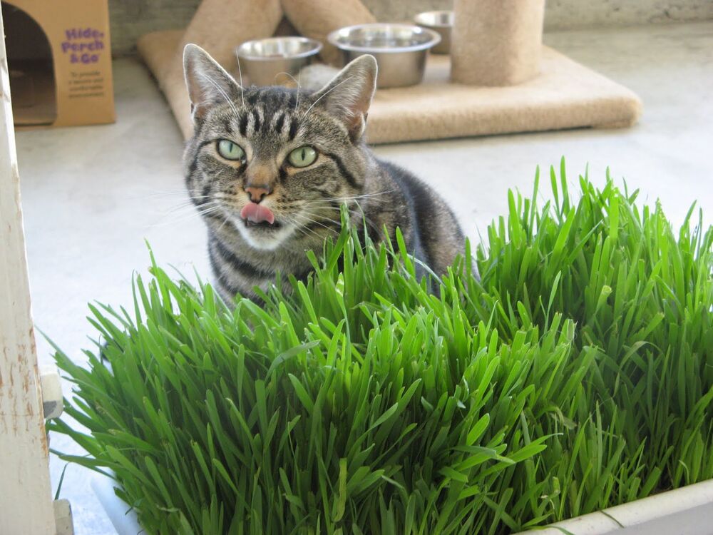Какая травая для кошек полезна
