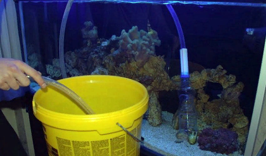 Как менять воду в аквариуме