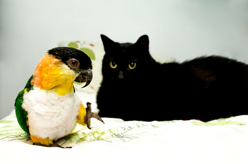 кот и попугай в одной квартире