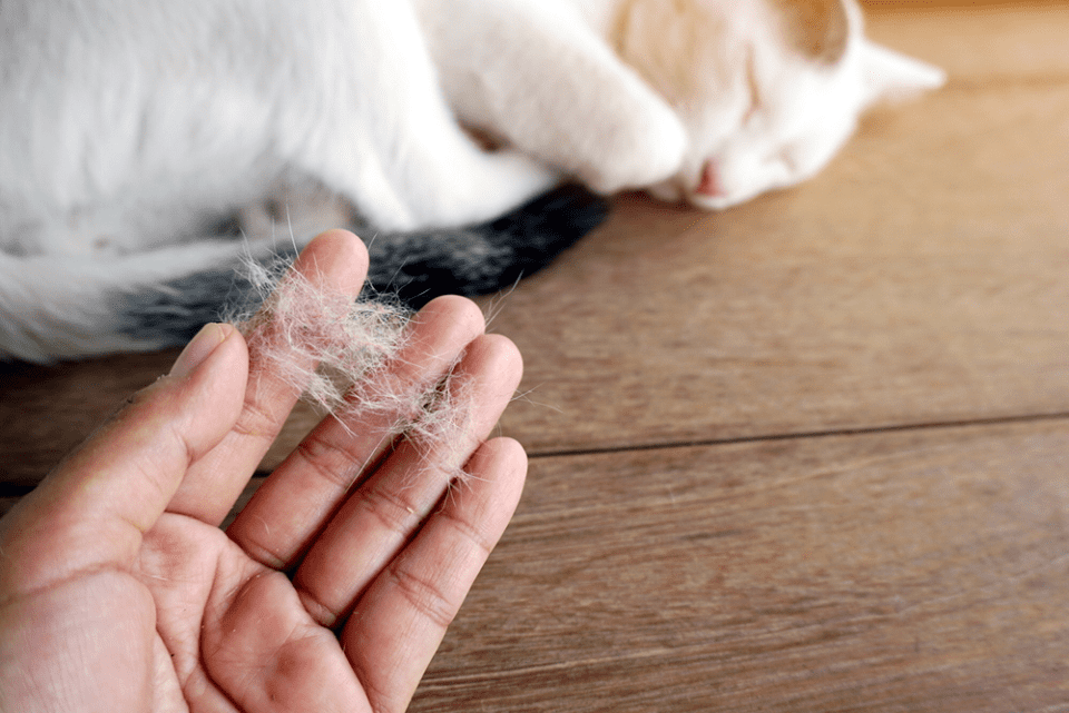 Выпадение шерсти у кошек