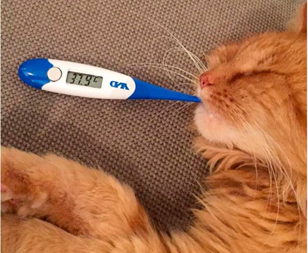 Температура тела у кошки