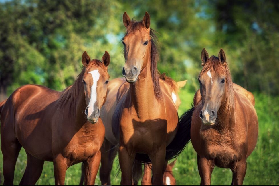 Парафиляриоз лошадей: причины, симптомы и методы лечения