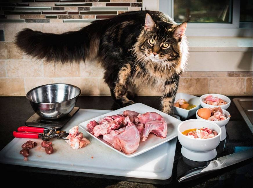 Рецепты домашних блюд для кошек