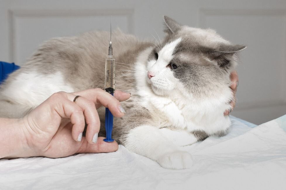 Как сделать укол кошке без помощи ветеринара?