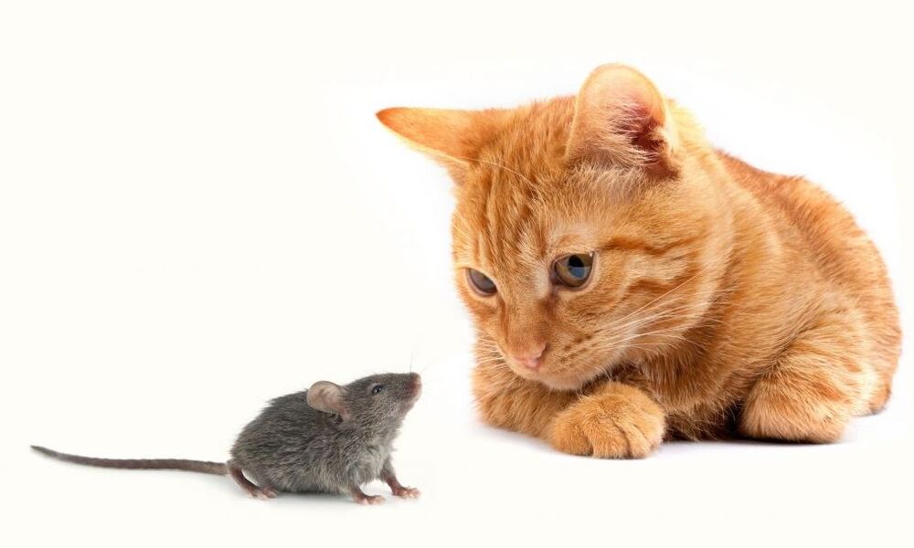 кошка ловит мышку