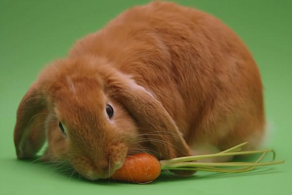 питание кроликов