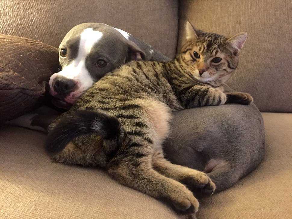 кошка и собака в одном доме