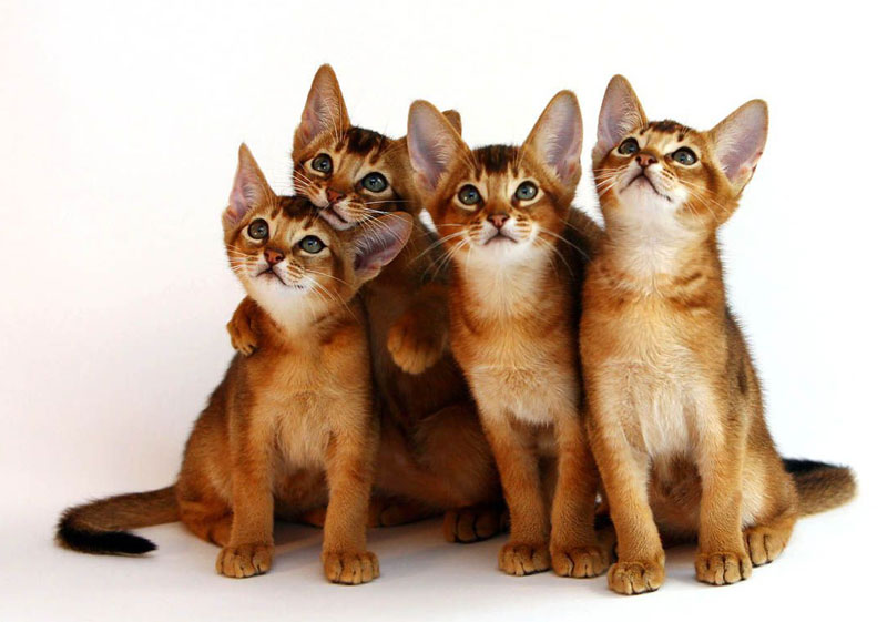 порода кошек абиссинская фото