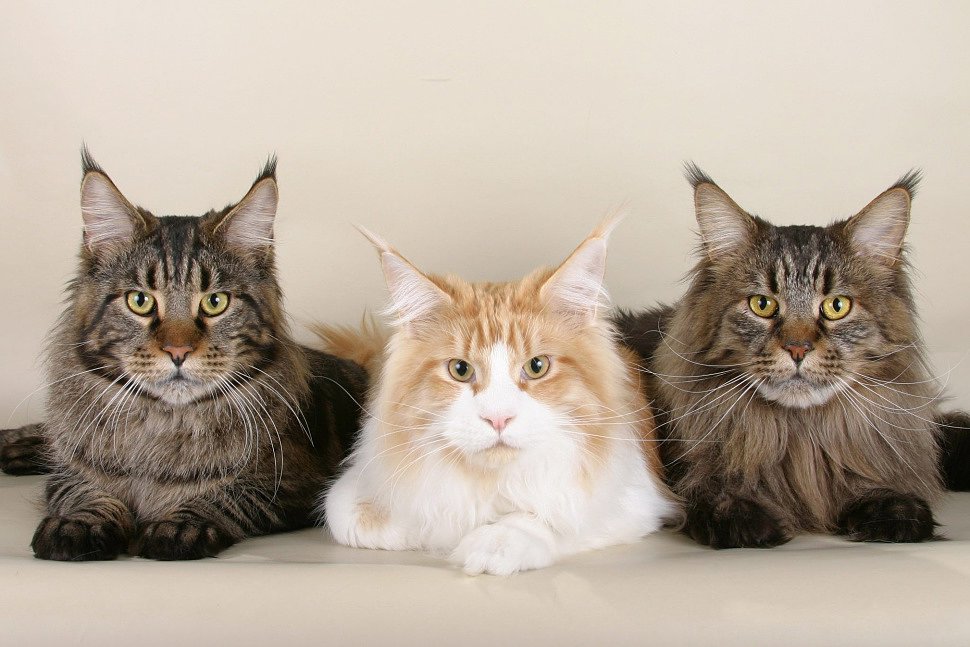 Крупные породы домашних кошек: мейн-кун, саванна, рагамаффин, рэгдолл