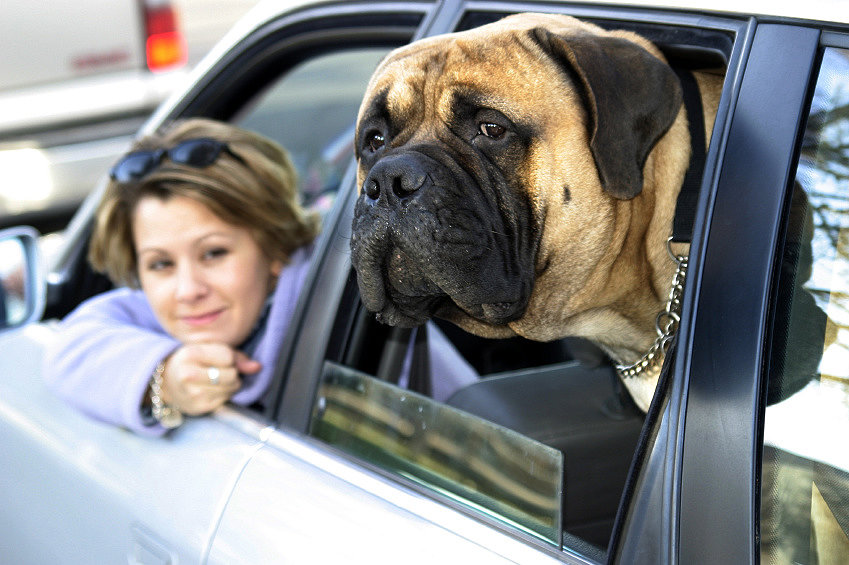 безопасность собаки в машине