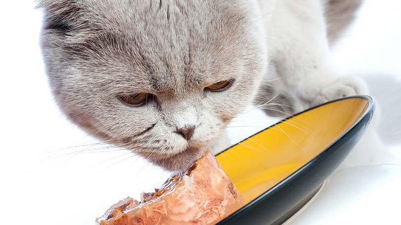 как правильно кормить кошку влажным кормом 