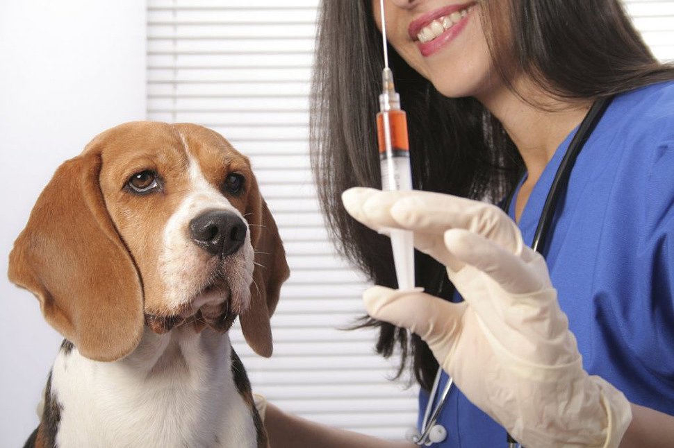 нужно ли глистогонить собаку перед прививкой