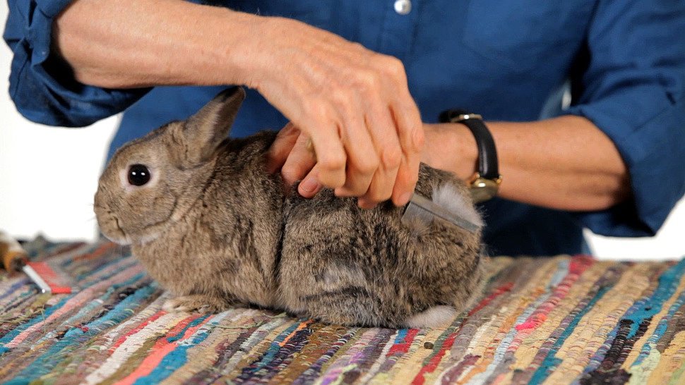 уход за кроликами в домашних условиях
