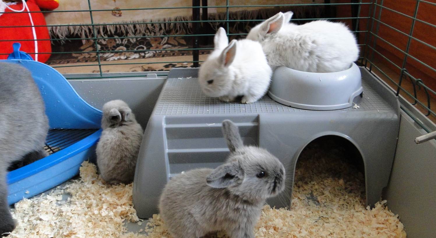 содержание и уход за кроликами в домашних условиях