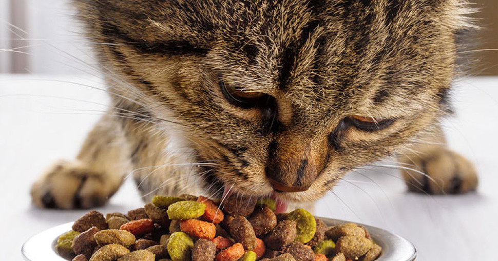как правильно кормить кошку сухим кормо