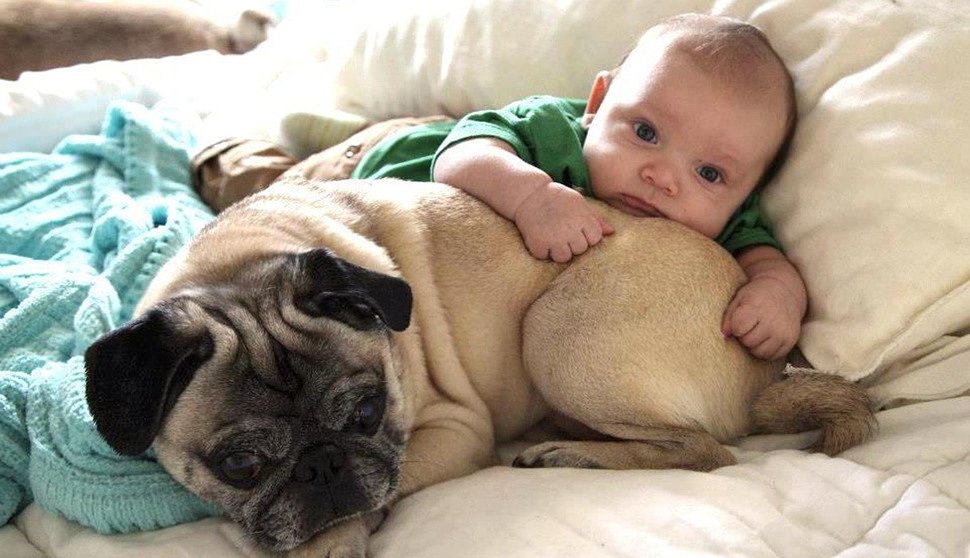 собака и новорожденный 