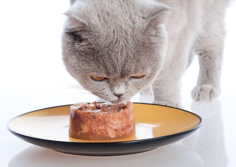 Чем кормить британскую кошку: разбираемся вместе