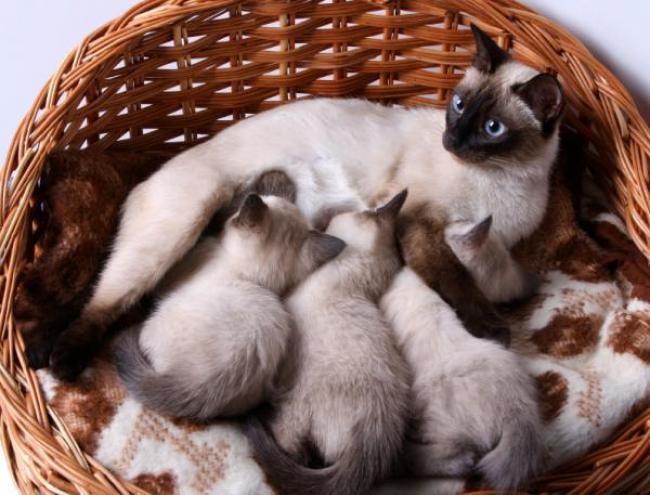 признаки беременности кошки на ранних сроках 