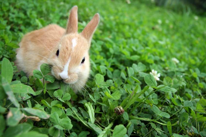 Как приготовить комбикорм своими руками: состав для кроликов