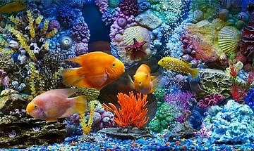 чистка аквариума в домашних условиях