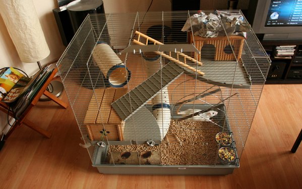 содержание крысы в домашних условиях