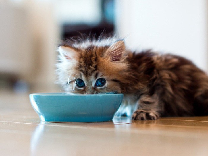 как правильно кормить кошку 
