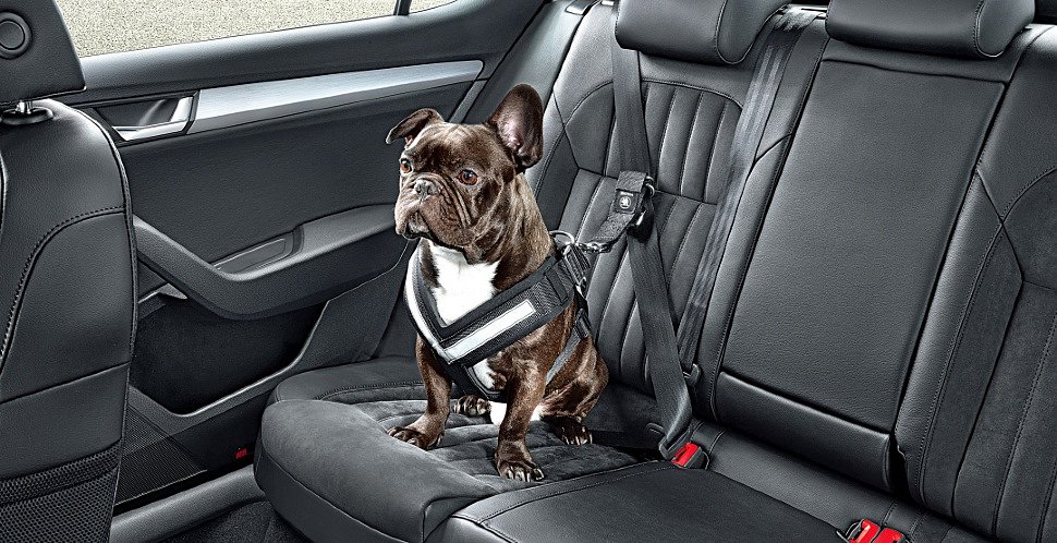 автомобильный ремень безопасности для собак