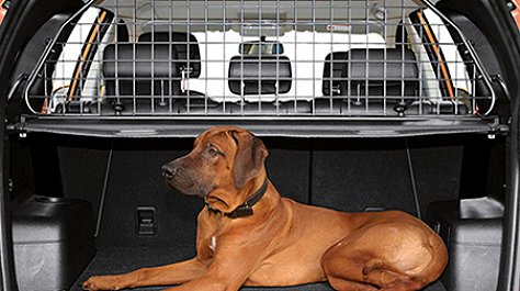 безопасность собаки в автомобиле