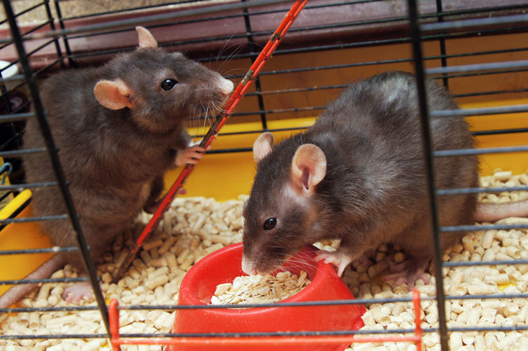 как ухаживать за крысами домашними
