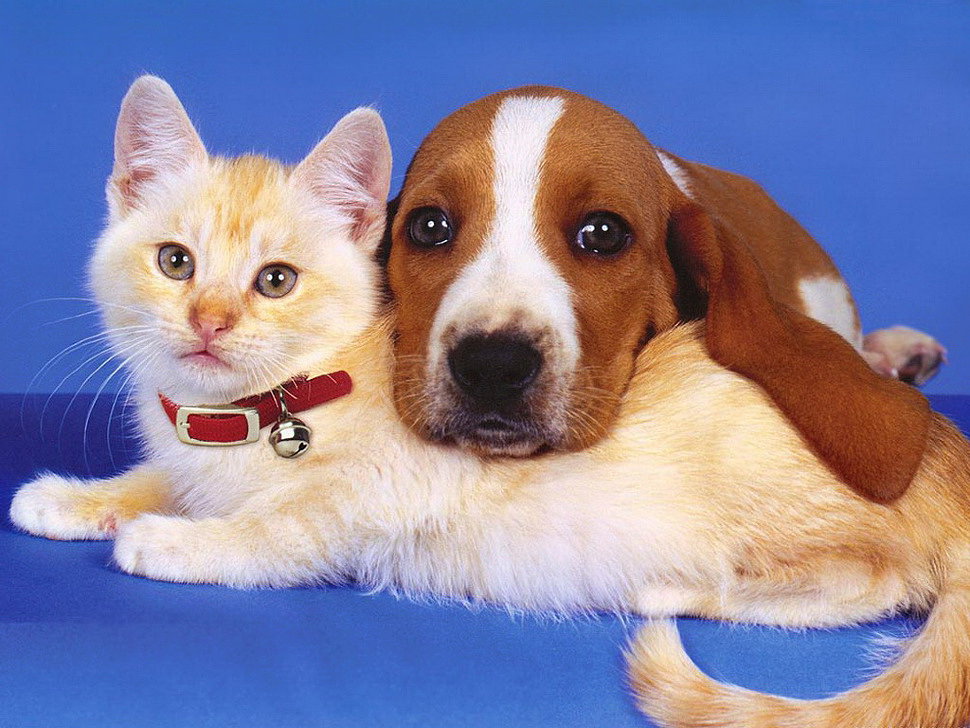 как подружить кошку с собакой как подружить кошку с собакой в квартире