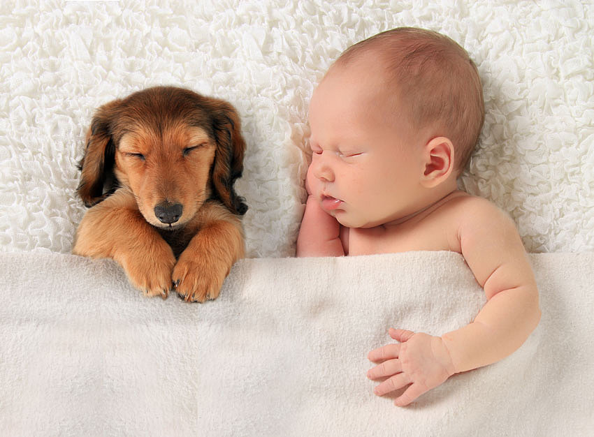 щенок и ребенок в доме