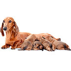 TiTBiT Лакомство Голень говяжья для собак (полипропиленовый пакет) (1х25) 0429