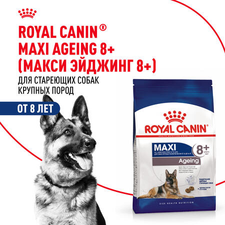 ROYAL CANIN MAXI AGEING 8+ 3 кг корм для собак старше 8 лет от 26 до 44 кг