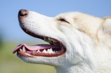 Средства для сохранения здоровья зубов у собак