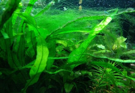 Как бороться с водорослями в аквариуме?