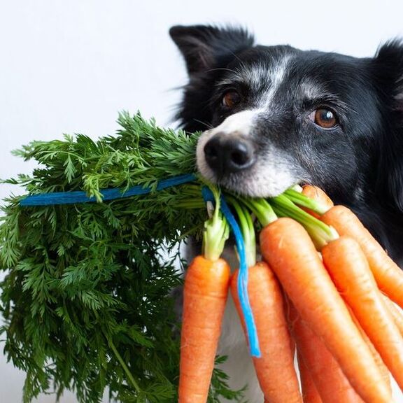 Овощи и фрукты, разрешенные и запрещенные для собак